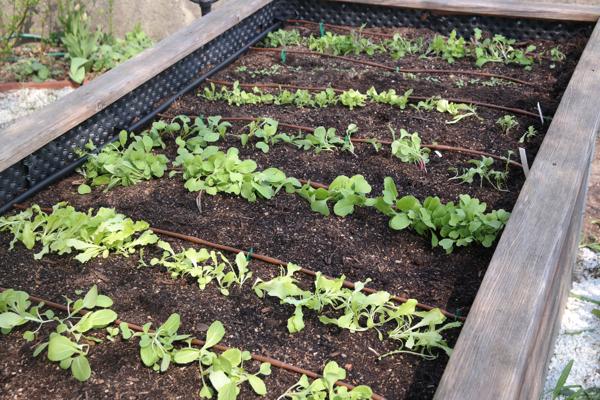 Ideale Hochbeet Bewässerung Hochbeet Bewässerung ideal