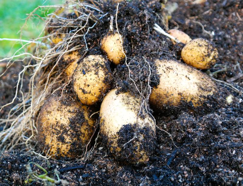 Kartoffelernte Ratgeber