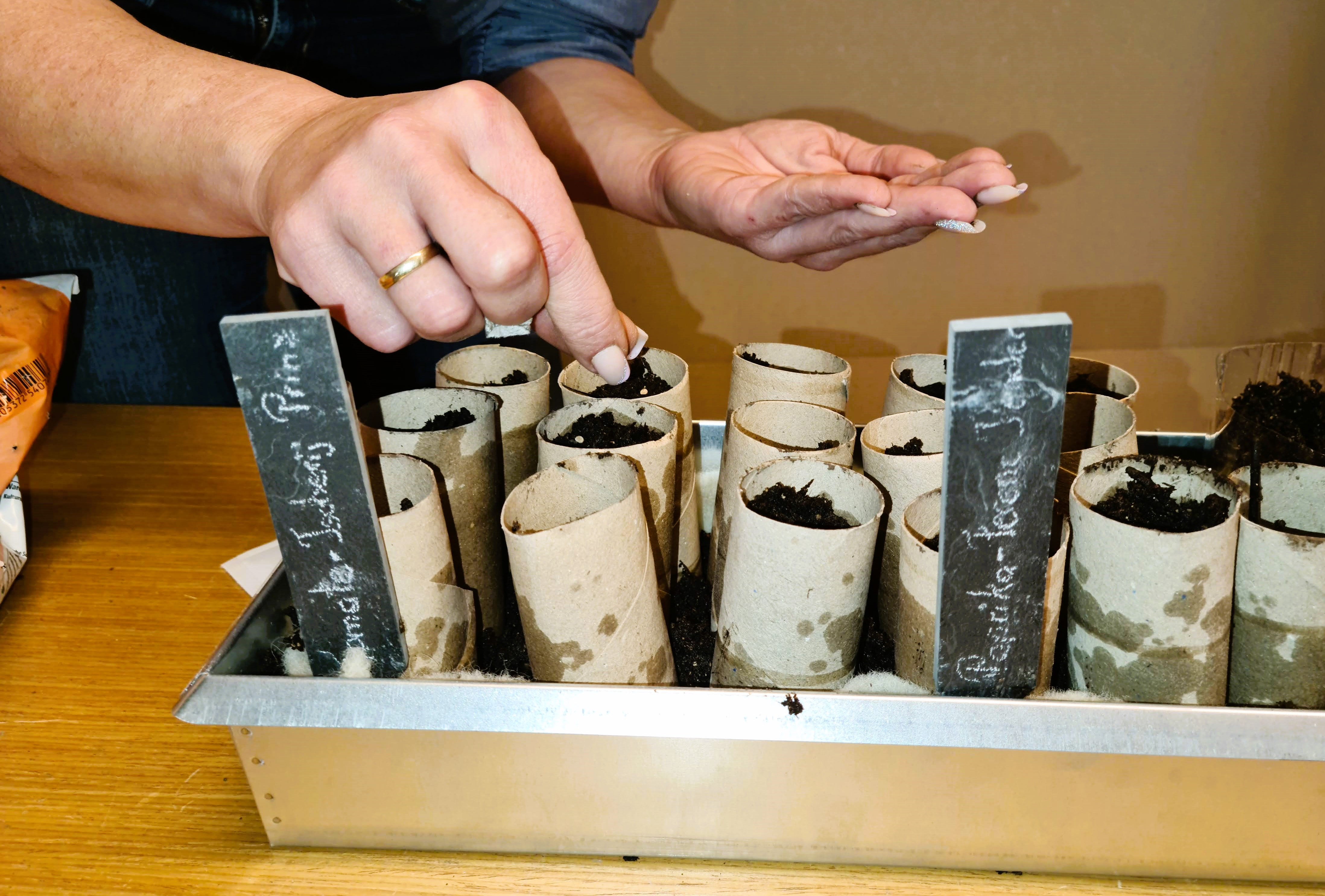 Säen in Klopapier 800