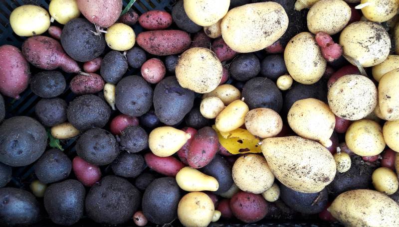 bunte Kartoffeln Ratgeber