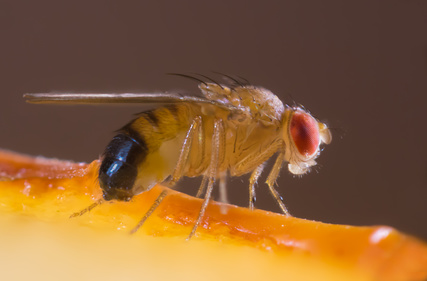 Fruchtfliege