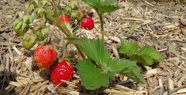 Erdbeeren im Hochbeet mit Naturmulch Erdbeeren Naturmulch