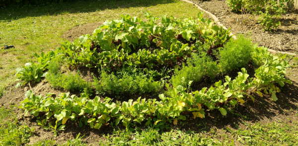 Hügelbeet - der Vorgänger der Hochbeete Hügelbeet - die Vorläufer der Hochbeete