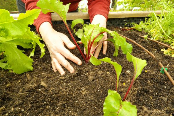 Hochbeet bepflanzen Hochbeet bepflanzen
