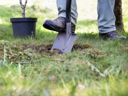 Strauchpflanzung - erster Spatenstich
