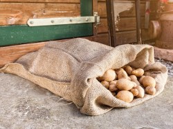 Jutesack mit Kartoffeln