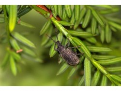 Nematoden gegen Dickmaulrüssler, 5 Mio. Stück Dickmaulrüssler erwachsener Käfer