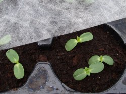 Gartenvlies, 1,5 x 10 m Jungpflanzen unter Vlies