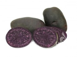 Pflanzkartoffeln 'Blaue Anneliese', 1 kg