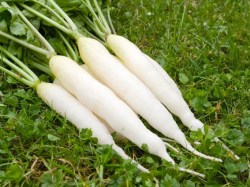 Radieschen 'Eiszapfen' winterharte Pflücksalate und Asiagemüse-Sorten im Frühbeet