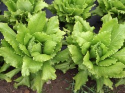 Pflücksalat 'Venezianer' Pflücksalat 'Venezianer', ©ReinSaat