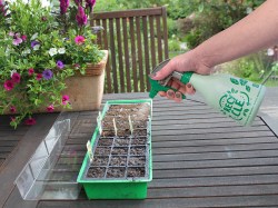 Aussaat mit der Sprühflasche bewässern