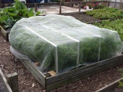 Insektennetz feinmaschig, 2,1 x 4,75 m Insektennetz über einem Gemüsebeet Bild