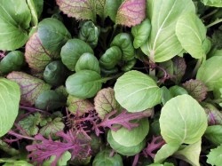 Asiagemüse 'Oriental Mix' Asia-Gemüse 'Oriental Mix', ©ReinSaat