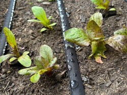 Set poröser Bewässerungsschlauch für Solarbewässerung SOL-C24 poröser Bewässerungsschlauch liegt zwischen Salat und bewässert