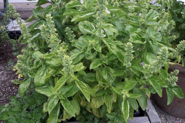 Basilikum - der STANDARD