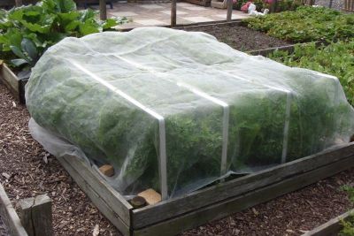 Insektennetz über einem Gemüsebeet Bild