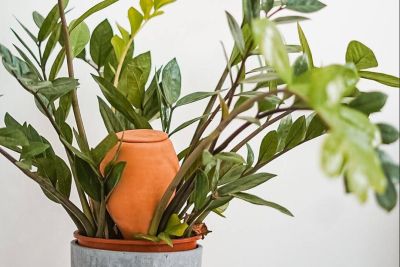 Olla steckt in Blumentopf mit Pflanze