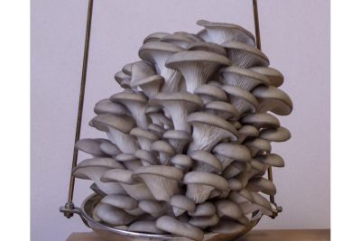 Viele Fruchtkörper des Taubenblauen Austernseitlings auf einer Waagschale