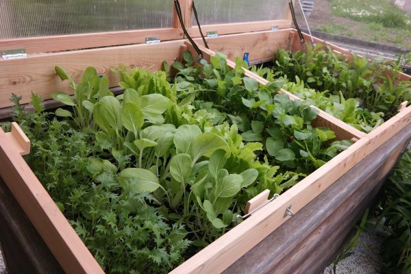 Wintergemüse im Hochbeet