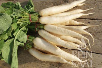 mehrere weiße Rettichwurzeln der Sorte Daikon