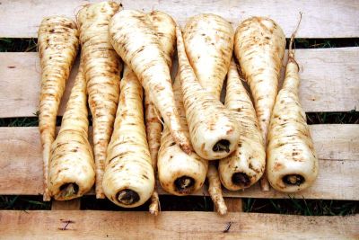 Pastinak 'Halblange Weiße', ©ReinSaat