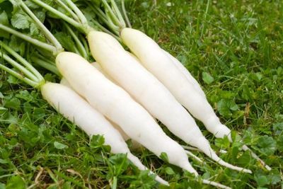 winterharte Pflücksalate und Asiagemüse-Sorten im Frühbeet