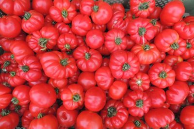 Tomate 'Marmande', ©ReinSaat