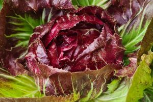 Sommergemuese-roter-Salat