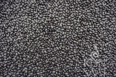 Viele kleine schwarze Bohnen der Sorte Black Turtle