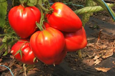 Tomate 'Ochsenherz', ©ReinSaat