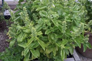 Basilikum  - der STANDARD