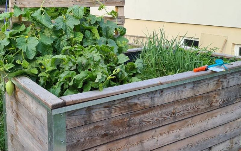 Hochbeet mit Gemüse
