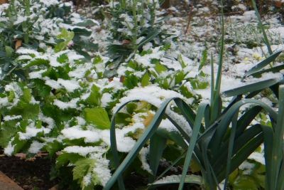 Winterhartes Gemüse