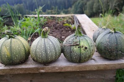 runde Zucchini