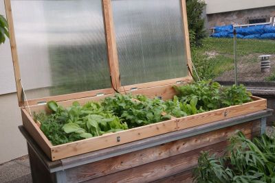 offener Frühbeetaufsatz auf Hochbeet mit Asiagemüse