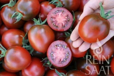 Salattomate 'Paul Robson'; ReinSaat©