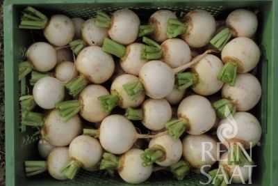 Gemüsekiste mit vielen, weißen Mairüben