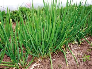 Winterheckenzwiebel 'Cosmo'