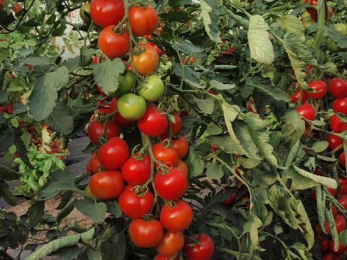 Salattomate 'Moneymaker'