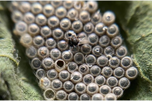 Schlupfwespen gegen Grüne Reiswanze, Kur 3x1 Gelege