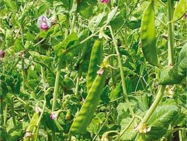 Zuckererbse 'Schweizer Riesen'