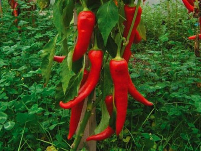 Paprika 'Antalya'dan'