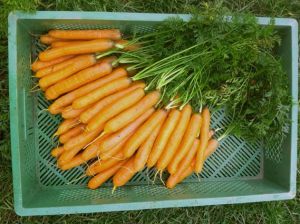 Karotte 'Nantaise 2'