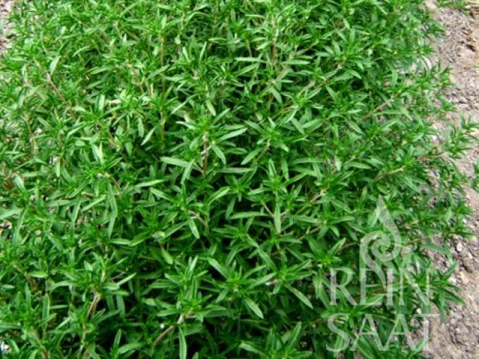 Bohnenkraut, einjährig