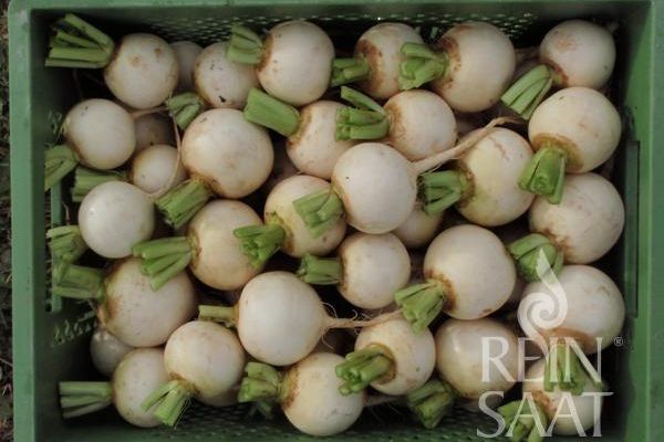 Gemüsekiste mit vielen, weißen Mairüben