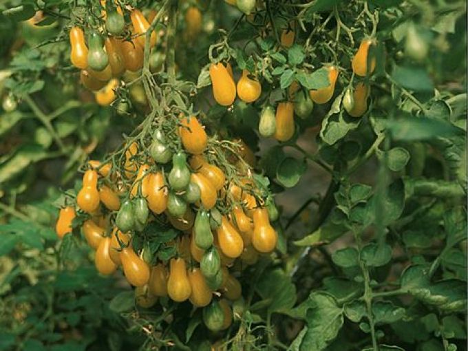 Cocktailtomate 'Dattelwein'