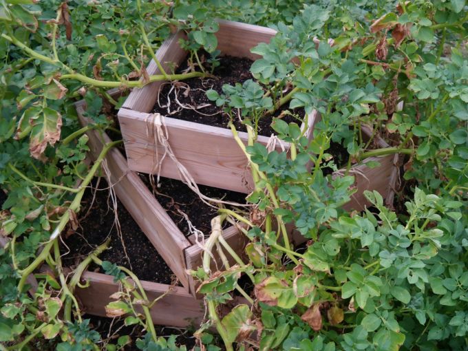 Kartoffel-Pyramide mit Boden, 100 x 100 cm, 80 cm Höhe