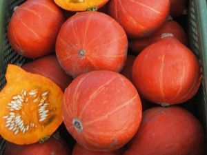 Hokkaido-Kürbis 'Red Kuri'