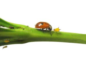 Zweipunkt Marienkäfer gegen Blatt-, Blasen- und Gallblattläuse, 25 Stück